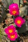 USA, California, Anza Borrego Desert State Park. Beavertail cactus blossom close-up. Art Print